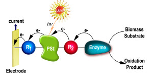 Künstliche Photosynthese: Schema der Stromerzeugung (e-) in einer photobioelektochemischen Zelle.