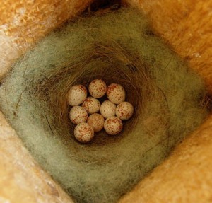 Die braunen Flecken auf den Kohlmeisen-Eiern geben Auskunft über die Gesundheit des Weibchens. 