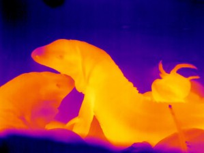 Die Aufnahme mit einer Wärmebildkamera zeigt die Körpertemperatur der Echsen im Vergleich zur Umgebung in der Höhle (gelb = ca. 31 Grad Celsius, rot = ca. 28 Grad Celsius).