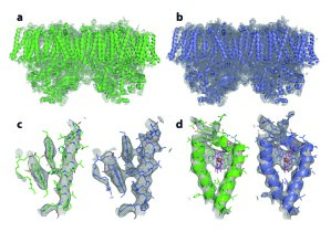 3D-Strukturen von Biomolekülen, die sich über die Streuung von Röntgenpulsen ermitteln ließ.