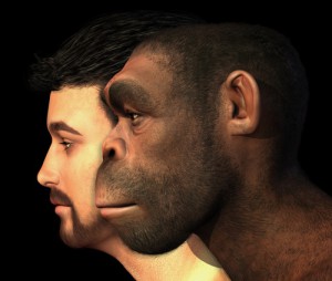 Bei Homo erectus hatten sich Kiefer, Zähne und Kaumuskulatur bereits zurückgebildet – eine Entwicklung, die sich bis zum Homo sapiens fortsetzte.