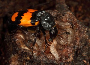 Schwarzhörniger Totengräber (Nicrophorus vespilloides) füttert seine Larven auf einem Mauskadaver.