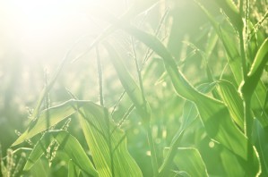 Der Abbau von Cellulose ist die Voraussetzung dafür, dass aus Pflanzen Biokraftstoff erzeugt werden kann.