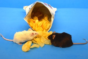 Nach vier Monaten einer Ernährungsweise, wie sie in Westeuropa üblich ist, wurde die rechte Maus fettleibig, die linke dagegen nicht.
