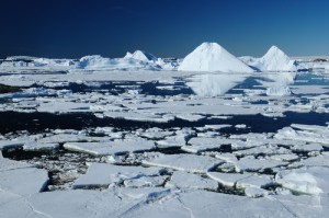 Das Bakterium Marinomonas primoryensis heftet sich an Eis antarktischer Gewässer.
