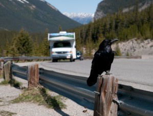 Vögel lernen schnell, dass vorbeifahrende Fahrzeuge ungefährlich sind, tödliche Kollisionen verhindert das aber nicht.