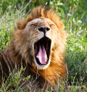 Die Gähndauer des Löwen liegt zwischen der von Kapuzineraffe und Pferd.