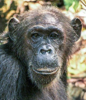 Die Schimpansin Gremlin ist allein aufgrund ihres hohen Alters bis in die Spitze der sozialen Rangordnung vorgedrungen.