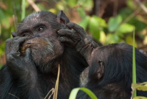 Durch Fellpflege des Alpha-Männchens erkaufen sich rangniedere Schimpansen die Möglichkeit zur Kopulation.