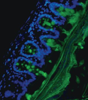 Die Becherzellen (blau) der Darmwand produzieren Schleim (grün) als eine Barriere, die das Eindringen schädlicher Bakterien verhindert.