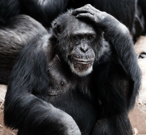Sind Schimpansen doch nicht altruistisch?