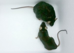 Bei fettreicher Ernährung werden Mäuse träge, noch bevor sie richtig fett geworden sind.