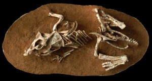 Skelett eines nicht geschlüpften Protoceratops-Embryos