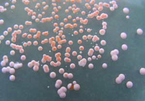 Kolonien von Halobakterien wachsen nur auf Nährböden mit hohem Salzgehalt.