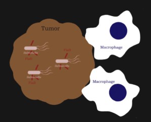 Gentechnisch veränderte Bakterien dringen in Tumoren ein und verstärken die Aktivität von Immunzellen wie Makrophagen.