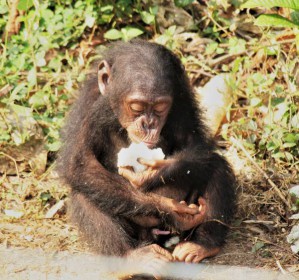 Früchte fressende Primaten wie Schimpansen haben ein relativ großes Gehirn.
