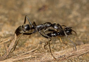 Eine Megaponera analis-Ameise trägt ein verletztes Mitglied der eigenen Kolonie zurück ins Nest.