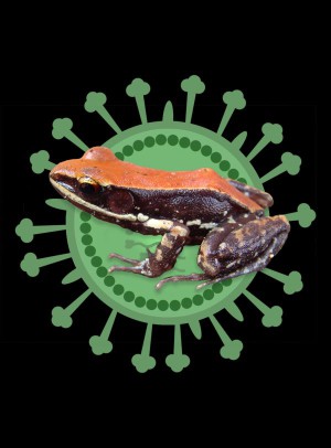 Auf der Haut des südindischen Froschs Hydrophylax bahuvistara fanden Forscher einen Wirkstoff gegen Grippeviren (Schemazeichnung eines Influenzavirus im Hintergrund).