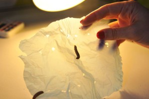 Zehn Raupen brauchten 30 Minuten, um diese Löcher in eine Plastikfolie aus Polyethylen zu fressen.