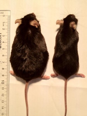 Bei gleicher fettreicher Ernährung blieb die Maus mit fehlendem Geruchssinn schlank (rechts), während das normale Tier (links) fettleibig wurde.