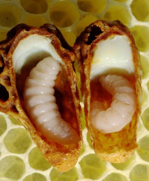 Etwa eine Woche alte Larven der Westlichen Honigbiene, die sich vom Königinfuttersaft (Gelée royal, weiße Substanz) ernährt haben.