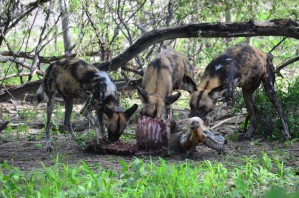 Afrikanische Wildhunde, die sich an einer Antilope gütlich tun