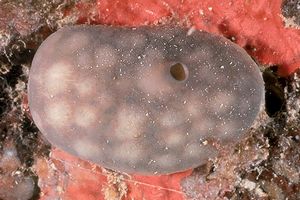 Der Nierenschwamm Chondrosia reniformis zählt zu den Hornkieselschwämmen, die unter anderem im Mittelmeer vorkommen.