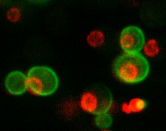 Hefezellen mit markierten Proteinen, die grün oder rot fluoreszieren.