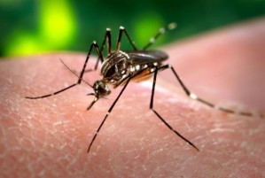Gelbfiebermücke Aedes aegypti, einen Menschen stechend