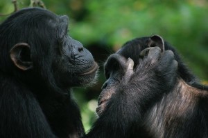 Schimpansen und Bonobos nutzen Gesten, um einen anderen zur Fellpflege aufzufordern.