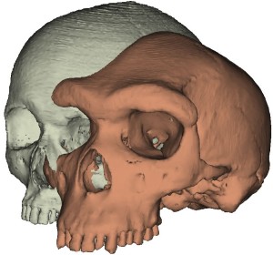 Im Computer erzeugte Modelle der Schädel von Homo sapiens (links) und Homo heidelbergensis, Kabwe 1, (rechts) zeigen die Unterschiede der Schädelknochen oberhalb der Augenhöhlen.
