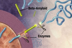 Das Beta-Amyloid-Peptid entsteht durch enzymatische Spaltung eines Vorläuferproteins.