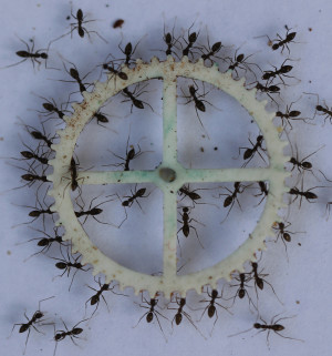Beim Transport einer schweren Last zeigen Ameisen ein kollektives Verhalten, das sich mit physikalischen Vielteilchenmodellen beschreiben lässt.