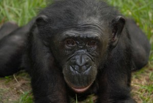 Bonobos und Schimpansen sind die engsten noch lebenden Verwandten des Menschen.