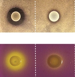 Eine Kolonie von Lactococcus lactis hemmt das Wachstum von Vibrio cholerae auf der Agarplatte (linke Spalte), nicht aber dann, wenn der Stamm keine Säure freisetzt (rechte Spalte). Gelbfärbung zeigt Säurebildung an (untere Zeile).