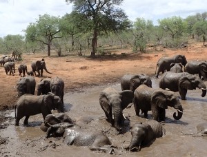 Elefanten am Jejane-Wasserloch im Kruger-Nationalpark, Südafrika