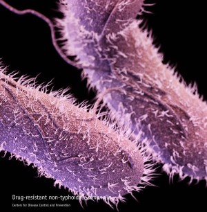 Künstlerische Darstellung von Salmonellen mit mehreren Flagellen und zahlreichen haarförmigen Zellanhängen, sogenannten Fimbrien oder Pili