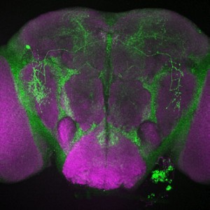 Eine bakterielle Infektion aktiviert das Nemuri-Gen (grün) im Gehirn der Taufliege.