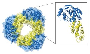 Molekülstruktur des Toxin-Antitoxin-Systems (MbcT-Moleküle = blau, MbcA-Moleküle = gelb)
