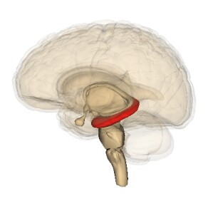 Position des Hippocampus (rot) im menschlichen Gehirn