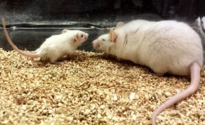 Bestandteile des Blutes junger Mäuse (links, 15 Tage alt) können nachlassende Hirnfunktionen alter Mäuse (rechts, 15 Monate alt) reaktivieren.