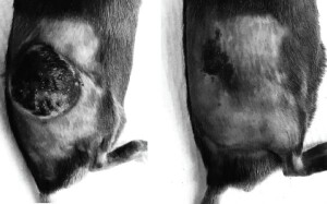 Mäuse mit Melanom: links unbehandelt, rechts nach Behandlung mit Zytokin-Lumican