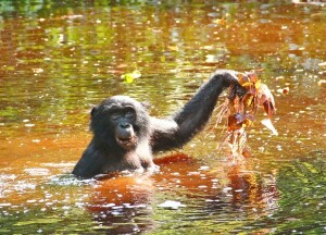 Bonobo-Weibchen beim Sammeln von Seerosen
