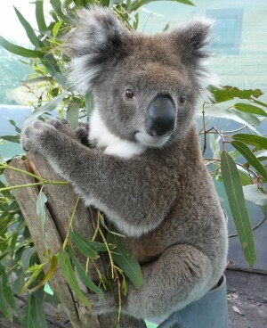 Bei der Wahl ihrer Nahrung sind Koalas von Natur aus völlig unflexibel.
