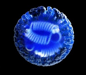 Computergenerierte 3D-Darstellung eines Influenzavirus mit spiralig gewundenen Ribonukleoproteinen aus RNA und Proteinen im Inneren