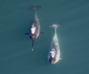 Narwale leben in Familienverbänden von einem Männchen (links, mit Stoßzahn), mehreren Weibchen und Jungtieren.