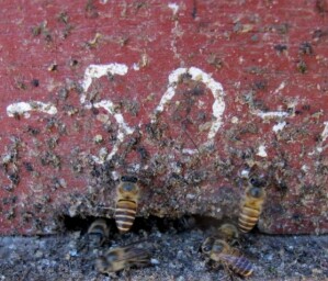 Asiatische Honigbienen (Apis cerana) haben im Eingangsbereich ihres Nestes Fäkalien angebracht.