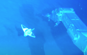 Roboter-Rochen in 3224 Meter Tiefe im Südchinesischen Meer
