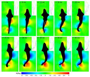 Die Forscher analysierten die Druckverteilung um einen Zebrabärbling (Danio rerio) während eines Schlags mit der Schwanzflosse. Die Aufnahmen zeigen Zonen hohen Drucks in Rot und Zonen mit niedrigem Druck in Blau zu verschiedenen Zeitpunkten. 