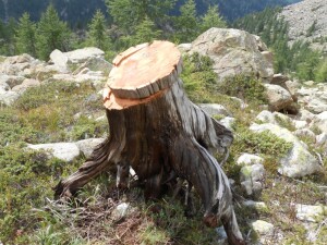 Suche nach Holzproben im Val Ventina